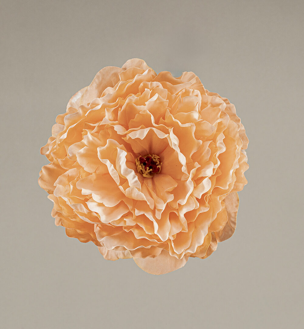 Flor Flamenca Peonia Salmón