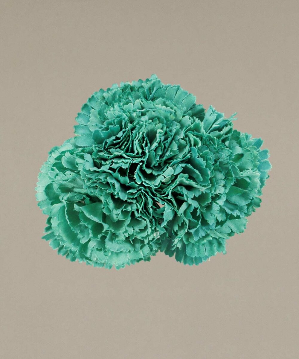 ¡Prepárate para lucir como una auténtica  flamenca con nuestra increíble Ramillete Claveles Pequeños Verde Menta! Con Darwin, ¡siempre aciertas!