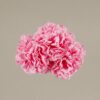 ¡Prepárate para lucir como una auténtica  flamenca con nuestra increíble Ramillete Claveles Pequeños Rosa Chicle! Con Darwin, ¡siempre aciertas!