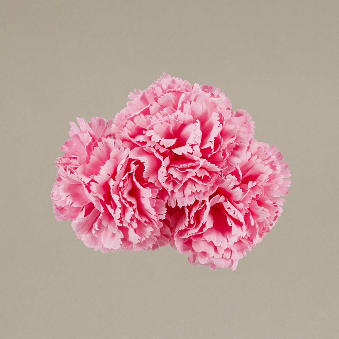 ¡Prepárate para lucir como una auténtica  flamenca con nuestra increíble Ramillete Claveles Pequeños Rosa Chicle! Con Darwin, ¡siempre aciertas!