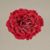 ¡Prepárate para lucir como una auténtica  flamenca con nuestra increíble Flor Flamenca Rosa inglesa rosa! Con Darwin, ¡siempre aciertas!