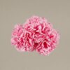 Ramillete claveles pequeños rosa chicle