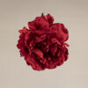 Flor flamenca Peonía roja Sevilla