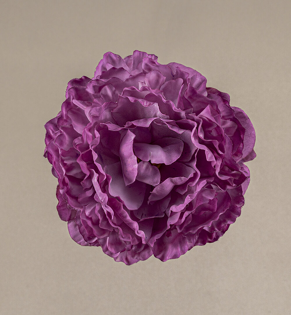 Flor flamenca Peonía mora clara