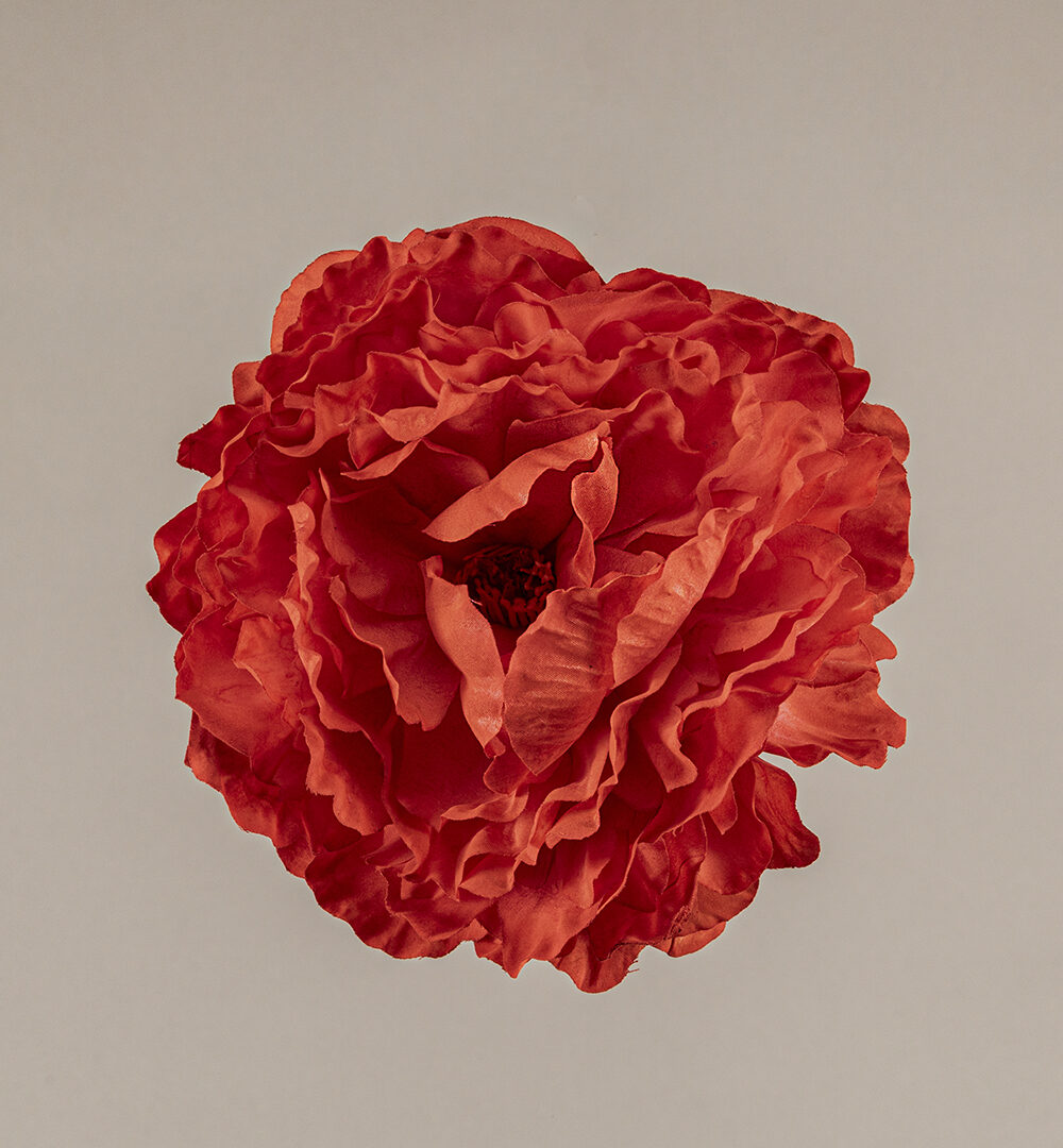 Flor flamenca Peonía naranja Sunset