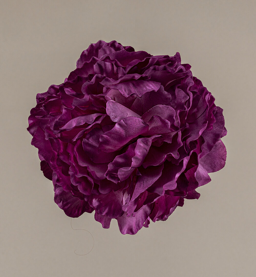 Flor flamenca Peonía mora oscura